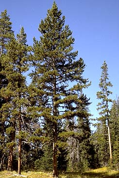 Welcome to El Dorado County<br>Office of Economic Development Tools for Business Success